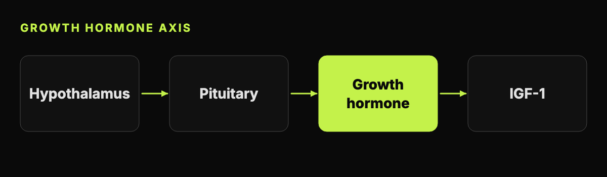 Abstract diagram of the growth hormone axis: boxes for hypothalamus, pituitary, growth hormone and IGF-1 joined by arrows