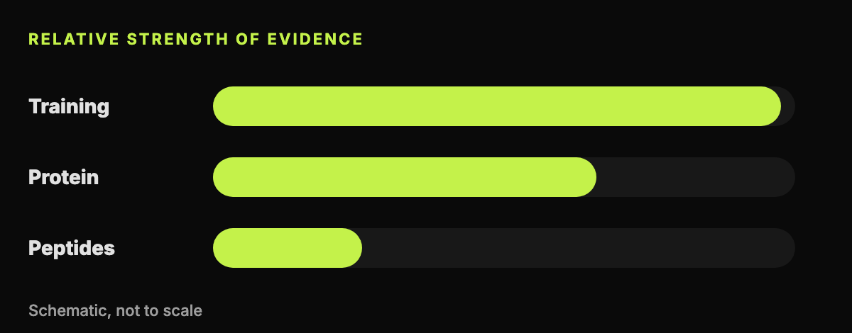 Abstract bar graphic with three unlabeled bars comparing relative strength of evidence for training, protein and peptides