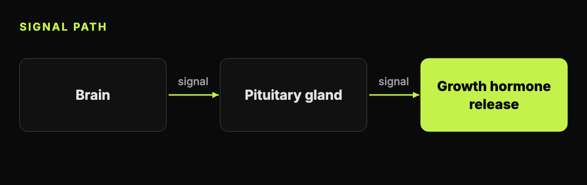 Abstract diagram of a signal passing from the brain to the pituitary gland and on to growth hormone release