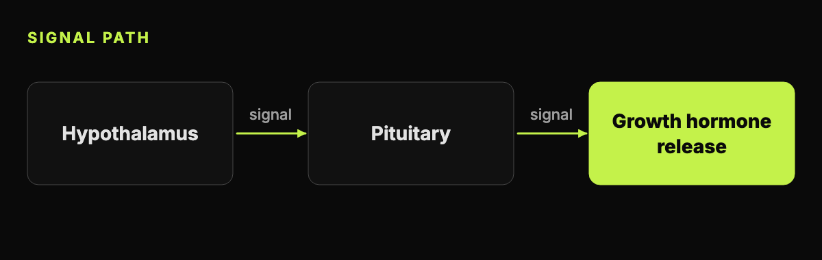 Abstract diagram of a signal passing from the hypothalamus to the pituitary and on to growth hormone release, drawn with boxes and arrows