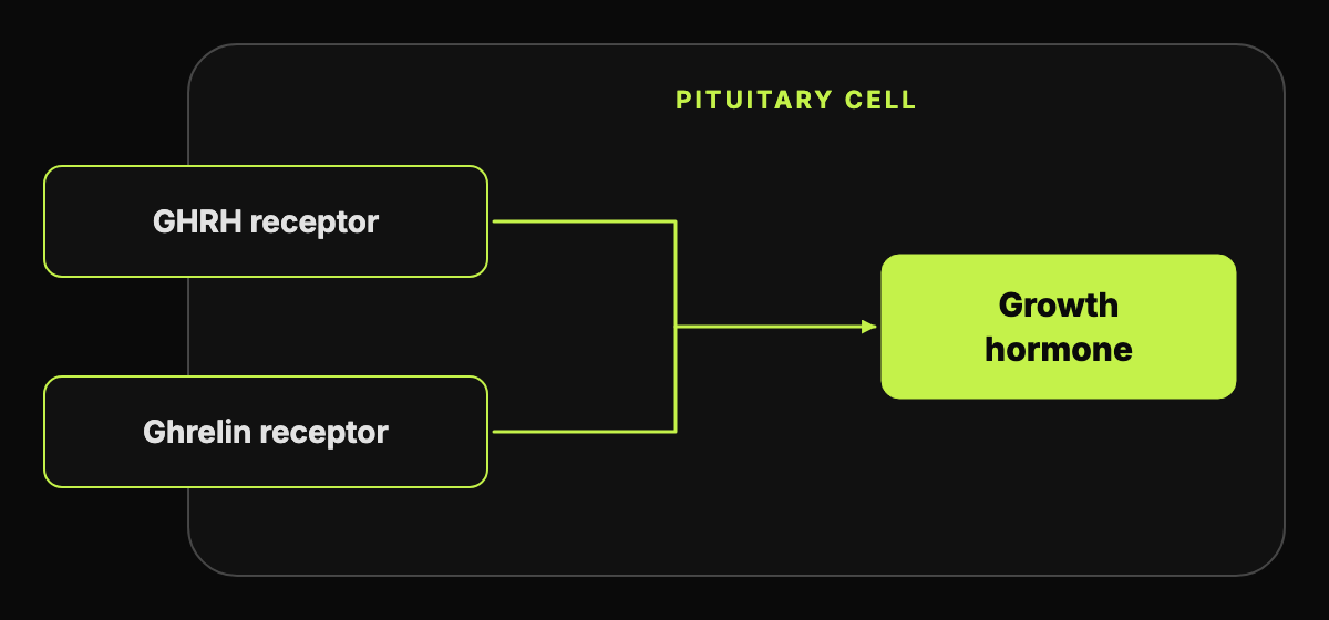 Abstract diagram of a pituitary cell with two labeled doors, one for the GHRH receptor and one for the ghrelin receptor, both leading to growth hormone