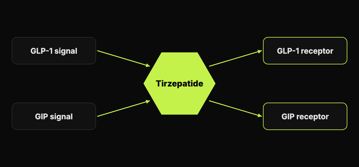Abstract diagram of two hormone signals converging on one drug shape, with two labeled receptors